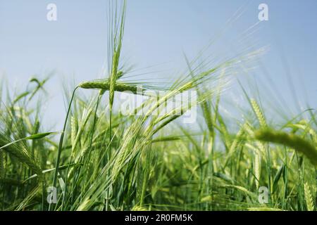 Gerstenfeld, Kärnten, Österreich Stockfoto