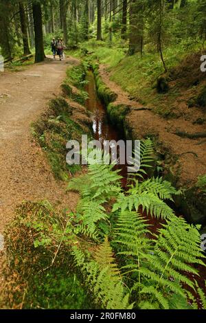 Wanderweg nach Brocken, Torfhaus, Harz, Niedersachsen, Deutschland Stockfoto