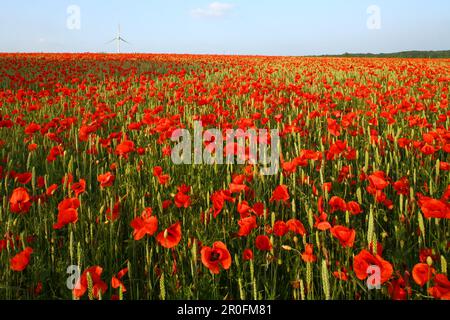 Roter Mohn im Maisfeld, Windturbine im Hintergrund, Hannover, Niedersachsen, Deutschland Stockfoto