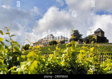 Schloss Johannisberg mit Weinbergen, Geisenheim, Rheingau, Hessen, Deutschland Stockfoto