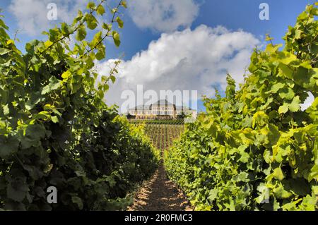 Schloss Johannisberg mit Weinbergen, Geisenheim, Rheingau, Hessen, Deutschland Stockfoto