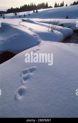 Hasenspuren im Schnee führen über den Bach, Sumava, Filipova Hut, Böhmischen Wald, Tschechische Republik Stockfoto