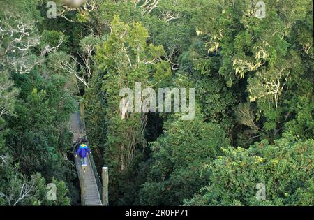 Tree Top Walk in der Nähe von Green Mountain, Lamington National Park, Queensland, Australien Stockfoto
