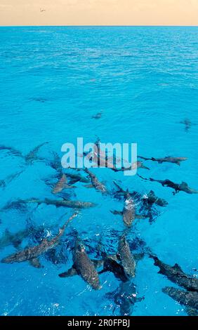 Zitronenhaie an der Oberfläche, Negaprion brevirostris, Bahamas, Atlantik Stockfoto