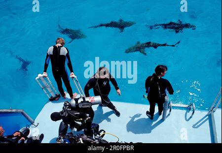 Zitronenhaie an der Oberfläche und Taucher, Negaprion brevirostris, Bahamas, Atlantischer Ozean Stockfoto