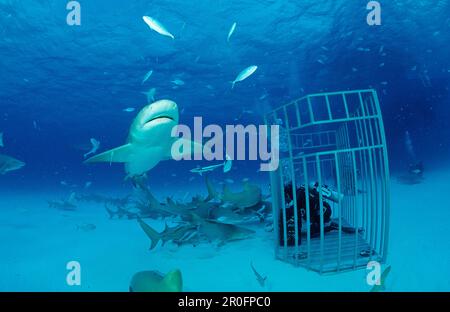 Zitronenhaie und Taucher in Haikäfig, Negaprion Brevirostris, Bahamas, Grand Bahama Island, Atlantik Stockfoto