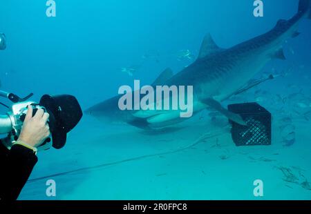 Tiger Shark, Galeocerdo cuvier, Bahamas, Grand Bahama Island, Atlantischer Ozean Stockfoto