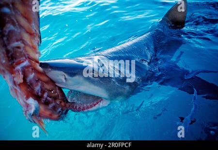 Beißender Zitronenhai an der Oberfläche, Negaprion brevirostris, Bahamas, Atlantischer Ozean Stockfoto