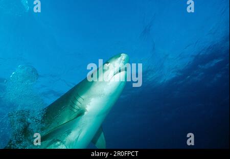 Tiger Shark, Galeocerdo cuvier, Bahamas, Grand Bahama Island, Atlantischer Ozean Stockfoto