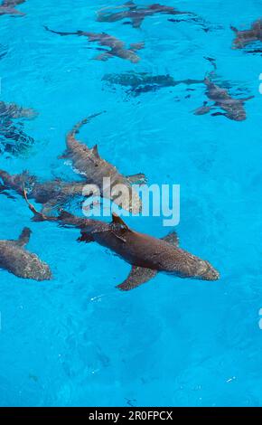 Zitronenhaie an der Oberfläche, Negaprion brevirostris, Bahamas, Atlantik Stockfoto