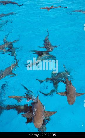 Zitronenhaie an der Oberfläche, Negaprion brevirostris, Bahamas, Atlantik Stockfoto