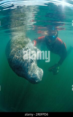 Westindische Seekühe und Taucher, Trichechus manatus latirostris, USA, Florida, Crystal River Stockfoto