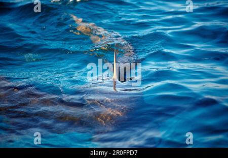 Zitronenhai an der Oberfläche, Haifischflossen, Negaprion brevirostris, Bahamas, Atlantik Stockfoto