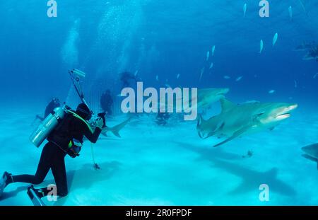 Zitronenhaie und Unterwasserfotograf, Negaprion brevirostris, Bahamas, Grand Bahama Island, Atlantischer Ozean Stockfoto