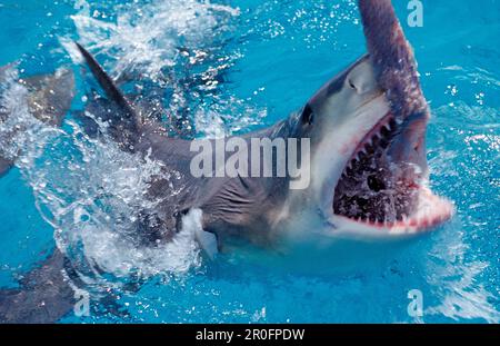 Beißender Zitronenhai an der Oberfläche, Negaprion brevirostris, Bahamas, Atlantischer Ozean Stockfoto