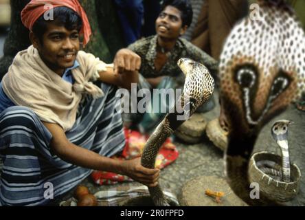 Schlangenbeschwörer mit Kobras, während des Perahera Festivals, Kandy, Sri Lanka, Asien Stockfoto