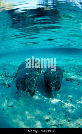 Westindische Seekühe, Mutter und Kalb, Trichechus manatus latirostris, USA, Florida, Crystal River Stockfoto