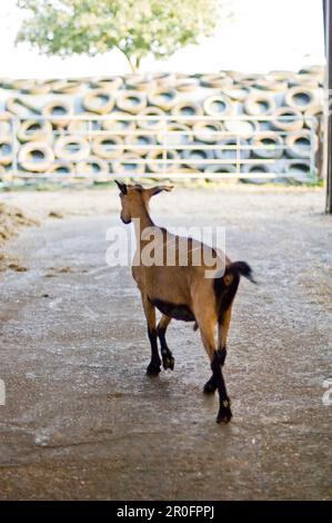Ziege auf einem Bauernhof, Kevelaer, Niederrhein, Nordrhein-Westfalen, Deutschland Stockfoto