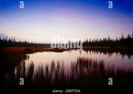 Hohlohsee bei Kaltenbronn, Gernsbach, Schwarzwald, Baden-Württemberg, Deutschland Stockfoto