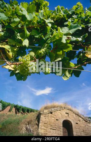 Typisches Weingut in der Nähe von Hohnstedt, Saale-Unstrut, Sachsen-Anhalt, Deutschland Stockfoto
