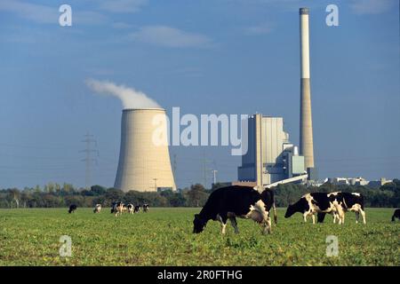 Steinkohlekraftwerk, Kühe grasen auf Wiesen, Bergkamen, Nordrhein-Westfalen, Deutschland Stockfoto
