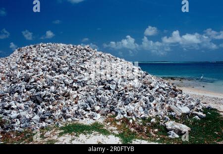 Muschelhäuser am Strand, Niederländische Antillen, Bonaire, Bonaire Stockfoto