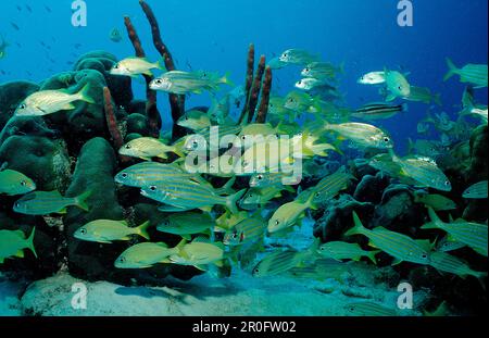 Französischer Grunt, Smallmouth grunt, Haemulon flavolinatum, Haemulon chrysargyreum, Niederländische Antillen, Bonaire, Karibik Stockfoto