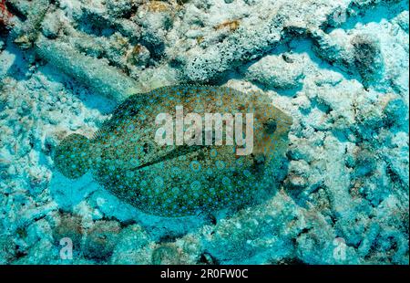 Pfauenflunder, Bothus lunatus, Niederländische Antillen, Bonaire, Karibik Stockfoto