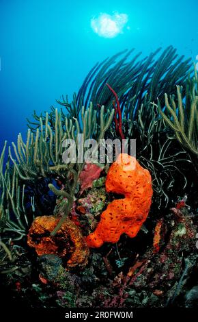 Farbenfrohes Korallenriff, Guadeloupe, französische Westindischen Inseln, Karibik Stockfoto