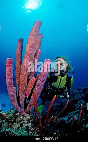 Taucher und Lavender Stovepipe Schwamm, Aplysina Archeri, St. Lucia, Französische Westindischen Inseln, Karibik Stockfoto