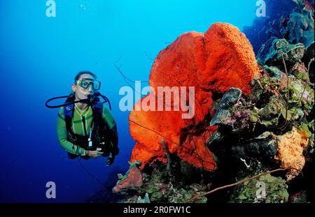 Taucher und Orangenschwamm, Agelas Clathrodes, Martinique, französische Westindischen Inseln, Karibik Stockfoto