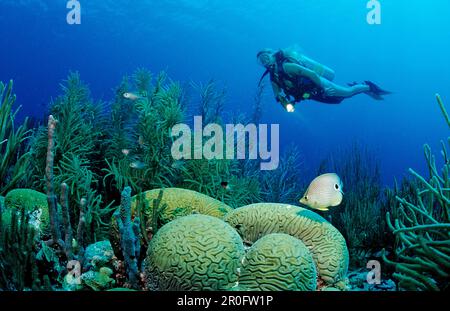 Taucher und Foureye Butterflyfish, Chaetodon capistratus, Niederländische Antillen, Bonaire, Karibik Stockfoto