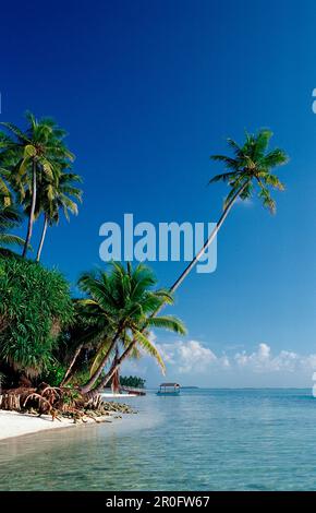 Strand mit Palmen, Malediven, Indischer Ozean, Medhufushi, Meemu-Atoll Stockfoto