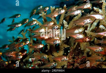 Zwergfeger zwischen Korallen, Parapriacanthus ransonneti, Malediven, Indischer Ozean, Meemu-Atoll Stockfoto