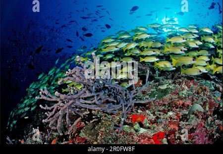 Bluestripe Snappers, Lutjanus kasmira, Malediven, Indischer Ozean, Meemu-Atoll Stockfoto