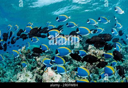 Schülerchirurgen, Pulverblauschwanz, Acanthurus leucosternon, Malediven, Indischer Ozean, Meemu-Atoll Stockfoto