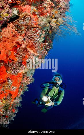 Spotfin Lionfish at Wall and Diver, Pterois antennata, Malediven, Indischer Ozean, Felidu Atoll Stockfoto