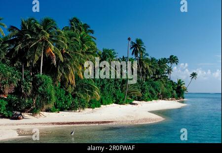 Palmy Beach auf Malediven, Malediven, Indischer Ozean, Medhufushi, Meemu-Atoll Stockfoto