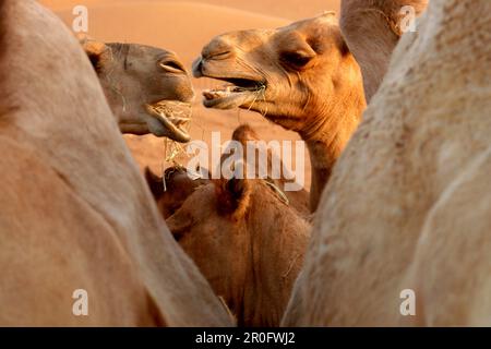 Kamele in der Wüste, Dubai, Vereinigte Arabische Emirate, VAE Stockfoto
