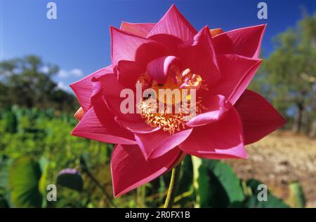 Blühende Lotus Lilien auf acht Meile Sumpf in Lakefield Nationalpark, Queensland, Australien Stockfoto