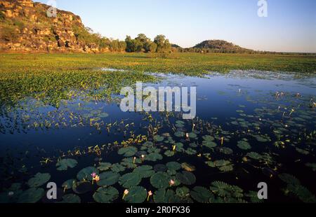 Wasser-Lilien am Cooper Creek Billabong, Arnhemland, Australien Stockfoto