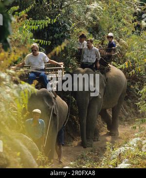 Elefantenwanderung in der Gegend von Karen in der Nähe von Chiang Mai, Nordthailand, Thailand Stockfoto