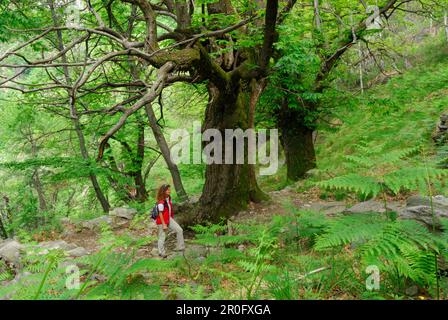 Mittelgroße Erwachsene Frau wandert im Wald mit Farnen, Tessin, Schweiz Stockfoto