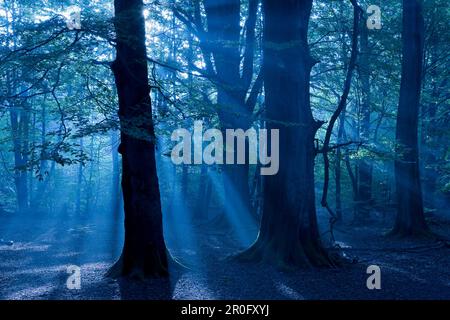 Die Sonnenstrahlen scheinen durch den Wald Reinhardswald, Hessen, Deutschland Stockfoto