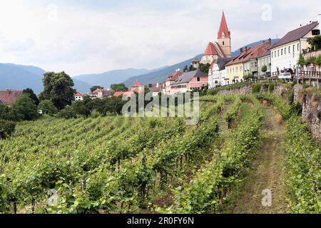 Weinbau bei Weissenkirchen in der Wachau, Lowe Österreich, Österreich Stockfoto