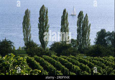 Blick über das Weingut zum Bodensee, in der Nähe von Birnau, Baden-Württemberg, Deutschland Stockfoto