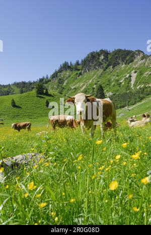 Rinder auf Alpenweiden, Hochgern, Chiemgau Range, Chiemgau, Bayern, Deutschland Stockfoto