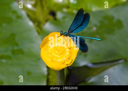Die Jungfrau landet auf einer gelben Wasserlilie, der wunderschönen Demoiselle, Calopteryx virgo Stockfoto