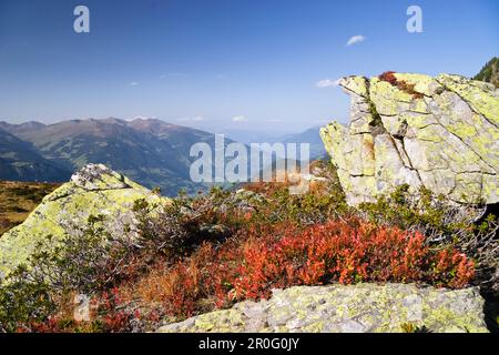 Herbstfarben in den Zillertaler Alpen, Blaubeeren, Vaccinium Myrtillus, Österreich Stockfoto