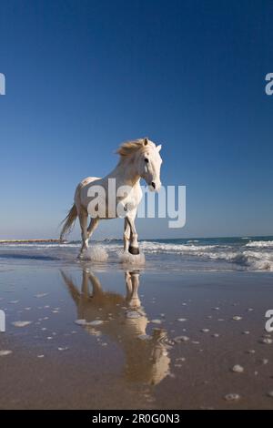 Camargue-Pferd laufen im Wasser am Strand, Camargue, Frankreich Stockfoto